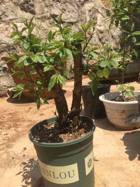 火棘下山桩怎么修剪来分化花芽 图片