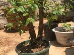 火棘下山桩怎么修剪来分化花芽 图片