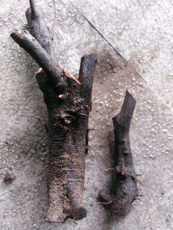 火棘下山桩怎么制作高提根的方法 图片