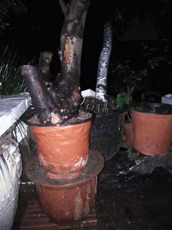 火棘下山桩怎么制作高提根的方法 图片