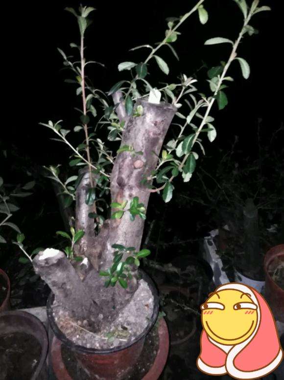 火棘下山桩怎么制作高提根的方法 图片