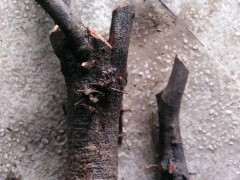 火棘下山桩怎么制作高提根的方法 图片