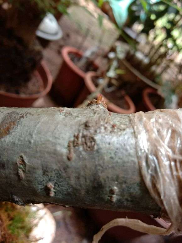 火棘下山桩扦插十天来芽 怎么样 图片