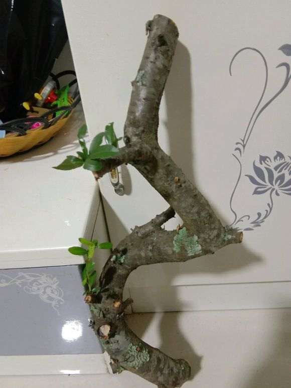 火棘下山桩扦插十天来芽 怎么样 图片