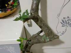 火棘下山桩扦插十天来芽 可以吗 图片