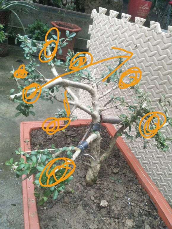 火棘下山桩怎么杀桩设计的方法 图片