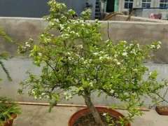 火棘下山桩怎么扦插靠接的方法 图片