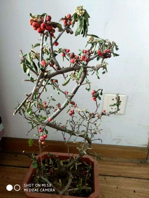 9月份修剪火棘下山桩 会影响来年开花