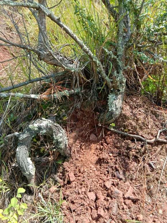 12月份挖火棘下山桩 能活不 怎么办 图片