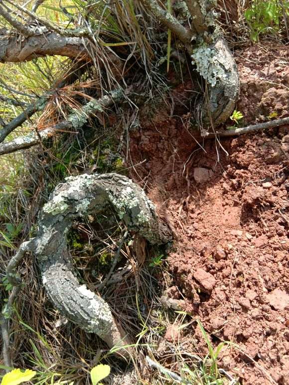 12月份挖火棘下山桩 能活不 怎么办 图片