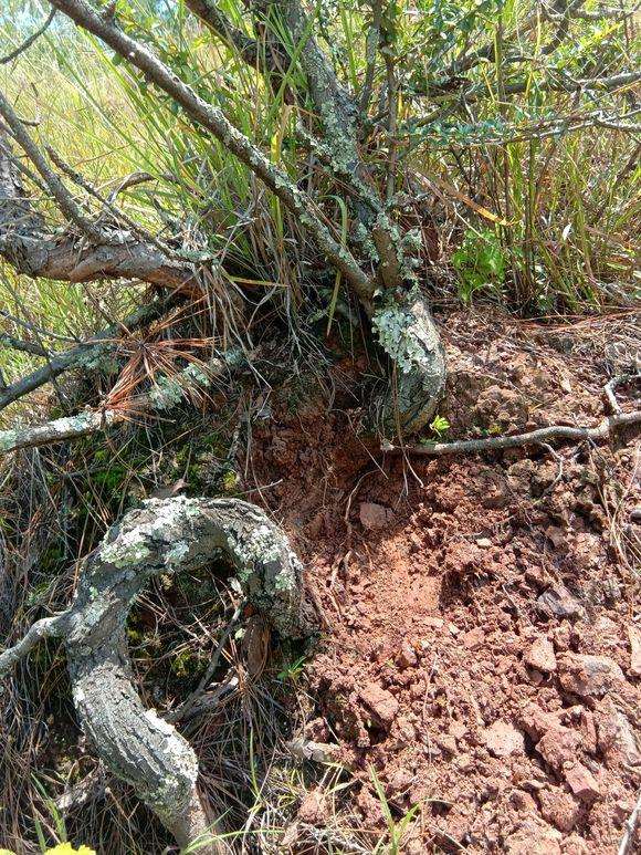 12月份挖火棘下山桩 能活不 怎么办 图片
