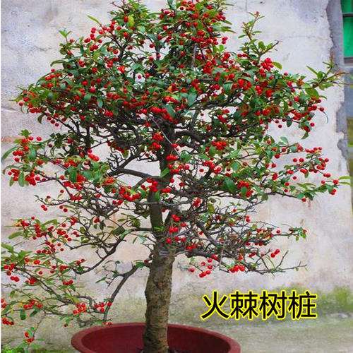 秋季火棘下山桩 到底成活率怎么样 图片