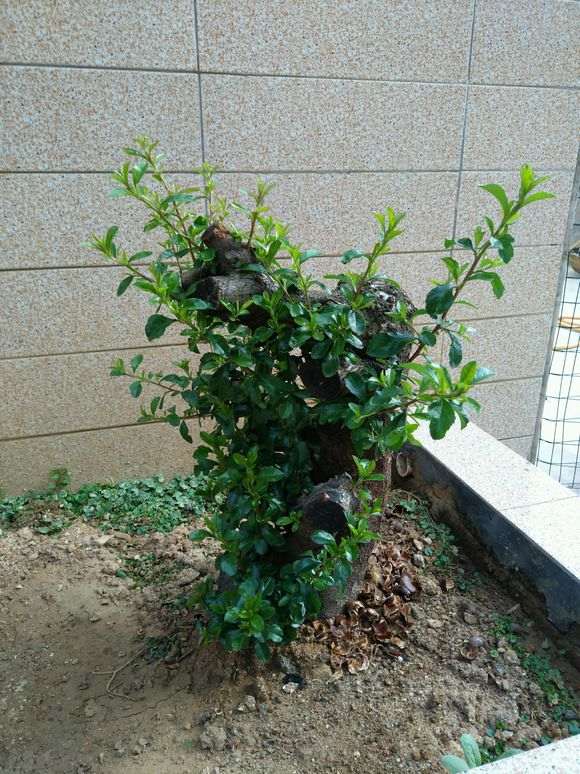 下山2个月 火棘下山桩发芽要多久 图片