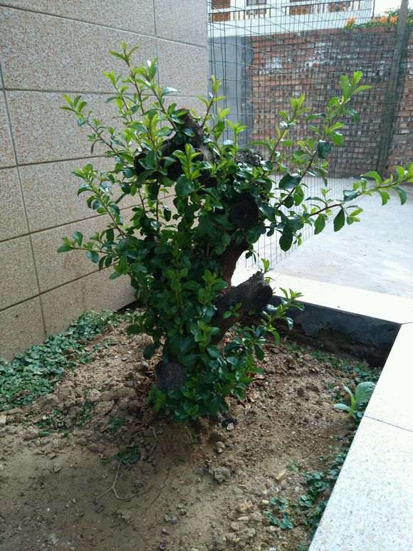 下山2个月 火棘下山桩发芽要多久 图片