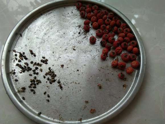 火棘下山桩种了几次不发芽 怎么办