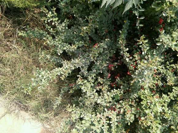 火棘下山桩种了几次不发芽 怎么办