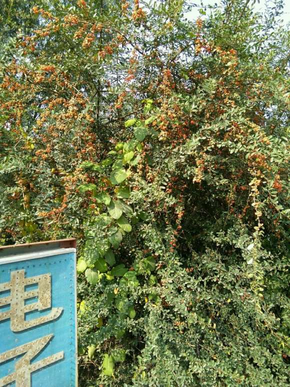 火棘下山桩种了几次不发芽 怎么办