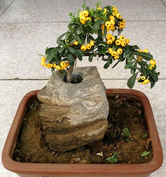 火棘下山桩进屋几天后掉叶子 怎么办