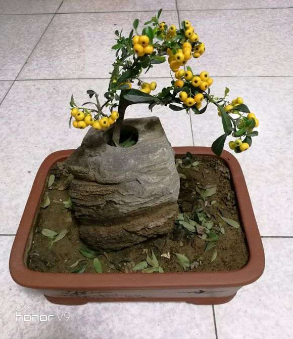 火棘下山桩进屋几天后掉叶子 怎么办