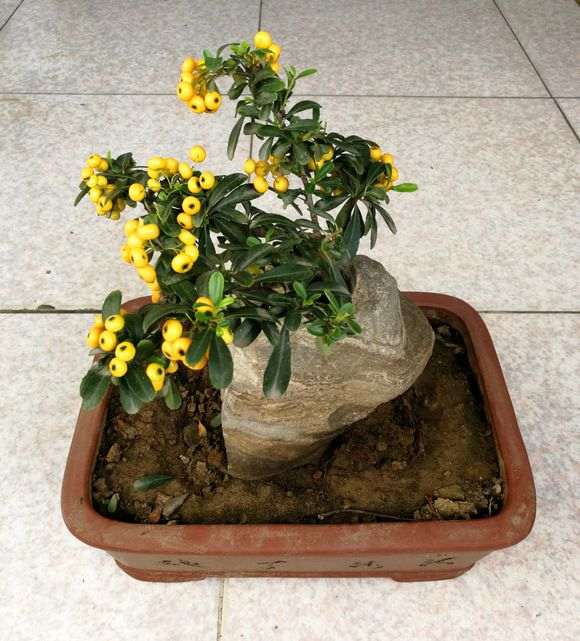 火棘下山桩进屋几天后掉叶子 怎么办