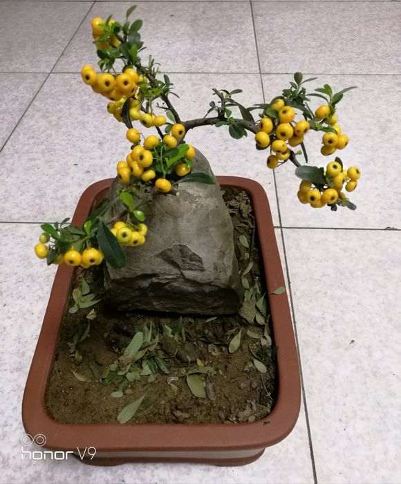 火棘下山桩进屋几天后掉叶子 怎么办