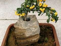 火棘下山桩进屋几天后掉叶子 怎么办