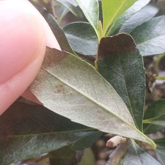 火棘下山桩得了红蜘蛛 怎么办 图片