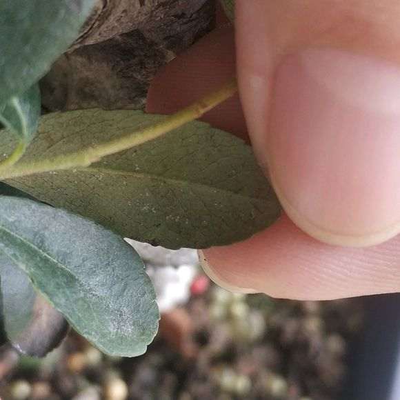 火棘下山桩得了红蜘蛛 怎么办 图片