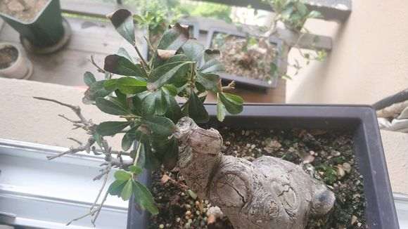 火棘下山桩得了红蜘蛛 怎么办 图片