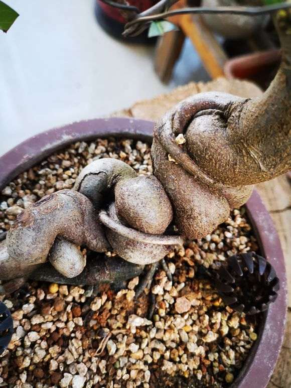 火棘下山桩红果怎么变黄果了 图片