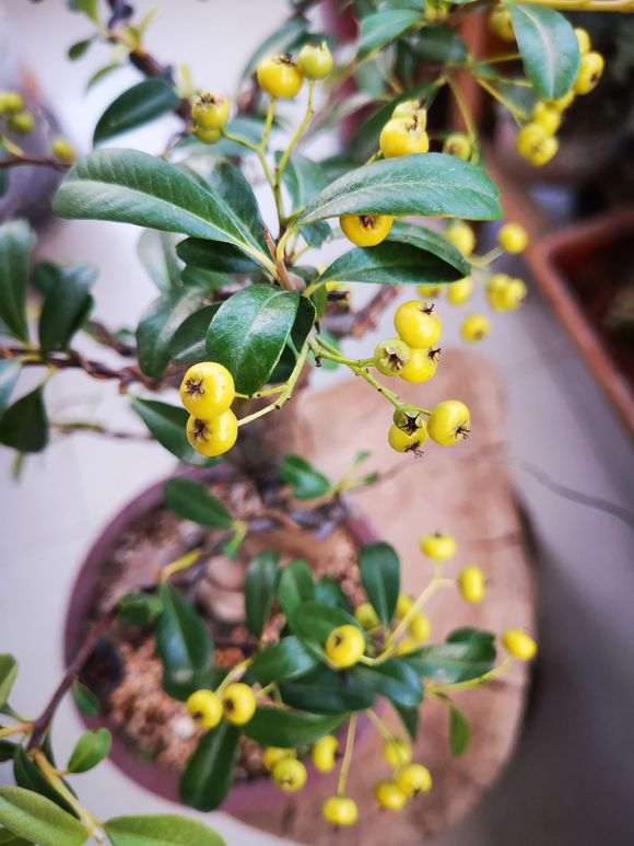 火棘下山桩红果怎么变黄果了 图片