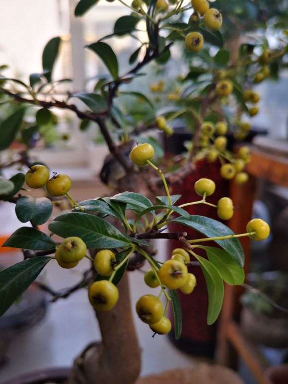 火棘下山桩红果怎么变黄果了 图片