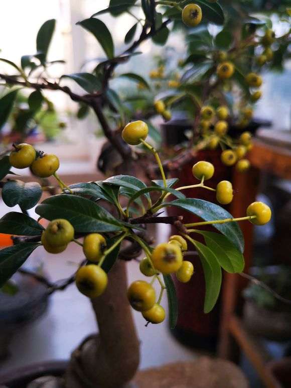 火棘下山桩红果怎么变黄果了 图片