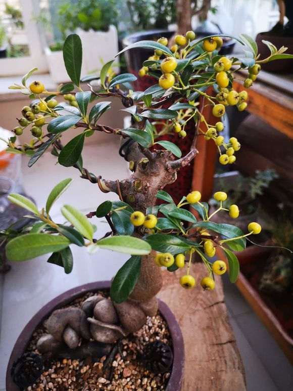 火棘下山桩红果怎么变黄果了 图片