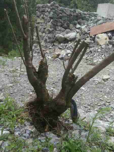 晒晒我的火棘下山桩老桩 怎么样 图片