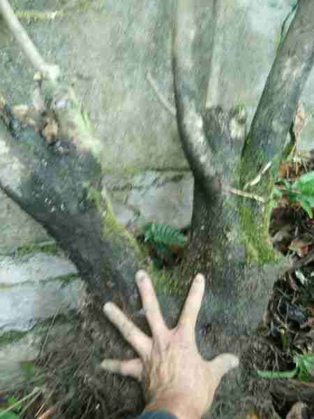 晒晒我的火棘下山桩老桩 怎么样 图片