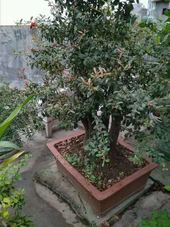 火棘下山桩的果子 全被鸟吃了 怎么办