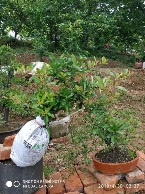 为什么火棘下山桩叶黄变黑 怎么办