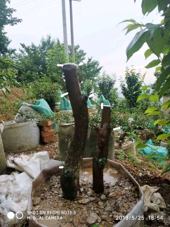 为什么火棘下山桩叶黄变黑 怎么办