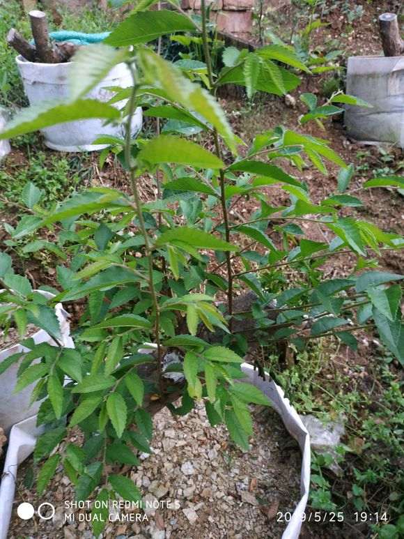 为什么火棘下山桩叶黄变黑 怎么办