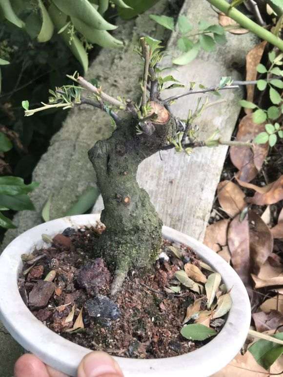 为什么火棘下山桩叶黄变黑 怎么办