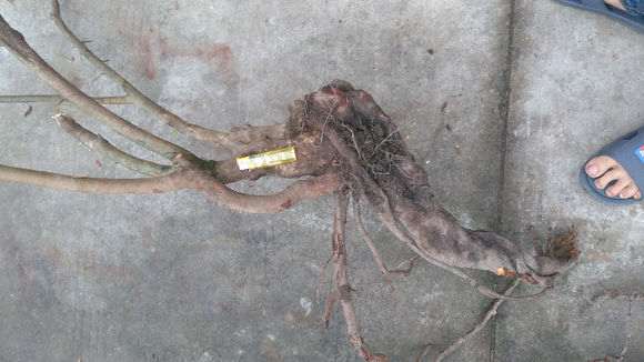 火棘下山桩线种活 后期再做整形 图片