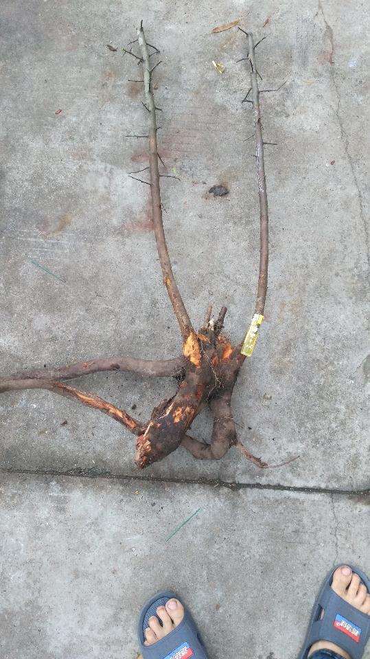 火棘下山桩线种活 后期再做整形 图片