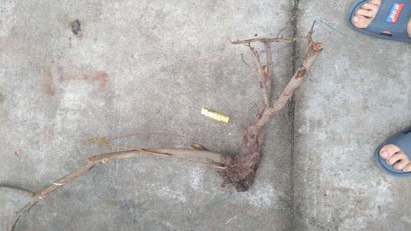 火棘下山桩线种活 后期再做整形 图片