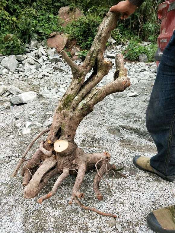 火棘下山桩高1米 直径15 怎么样 图片