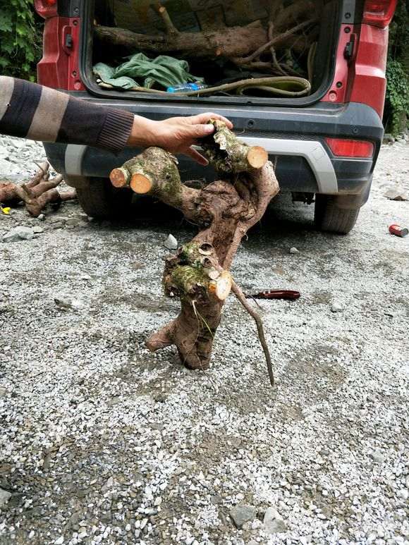 火棘下山桩高1米 直径15 怎么样 图片