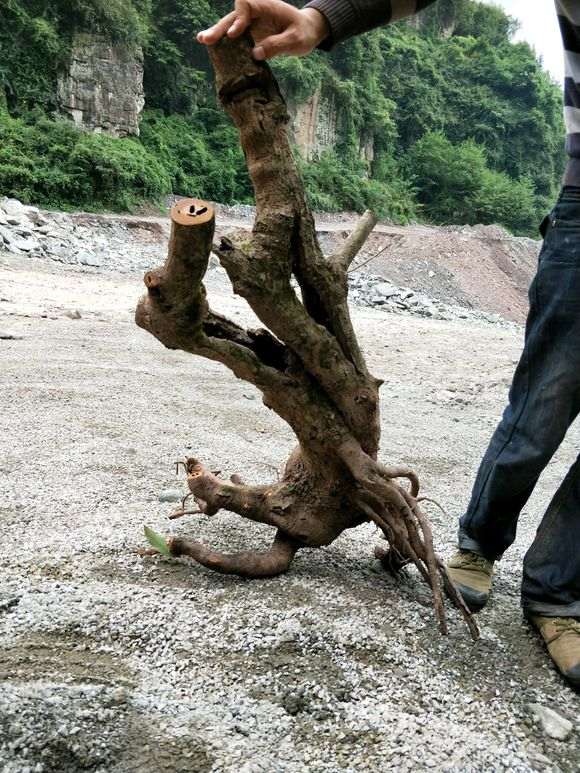 火棘下山桩高1米 直径15 怎么样 图片