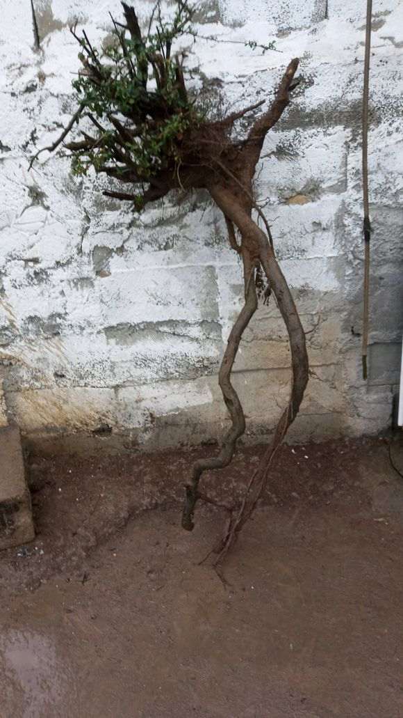 大提根火棘下山桩怎么制作矮霸 图片