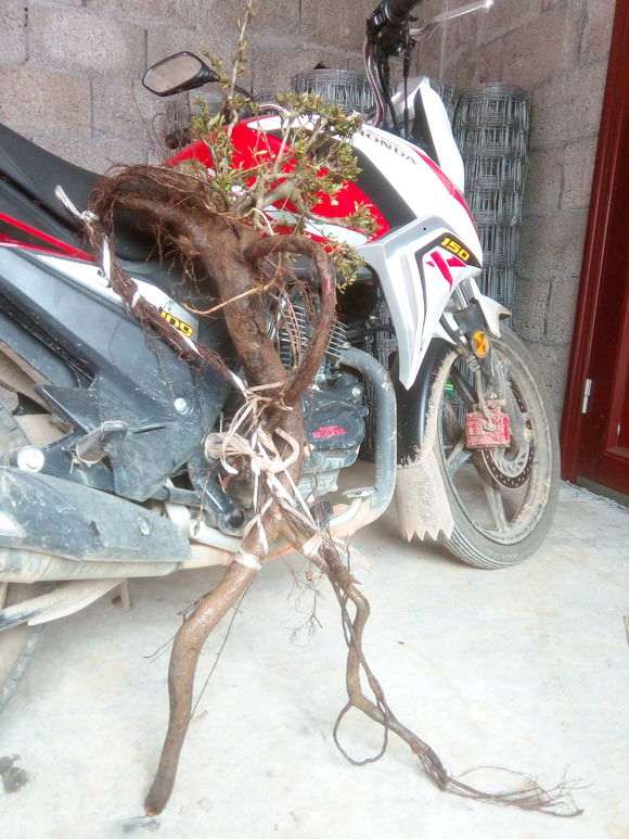 大提根火棘下山桩怎么制作矮霸 图片