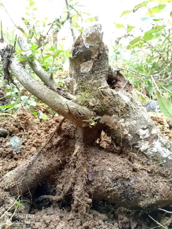 这是什么下山桩 火棘吗 帮忙看看 图片